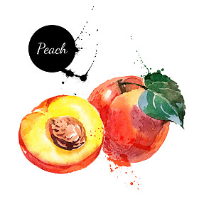 手绘水彩绘画桃子图片