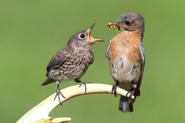 女性東方藍(lán)鳥飼喂寶寶