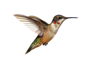 孤立的紅寶石-throated 蜂鳥