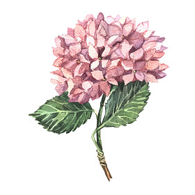 粉红色的绣球花幅水彩画