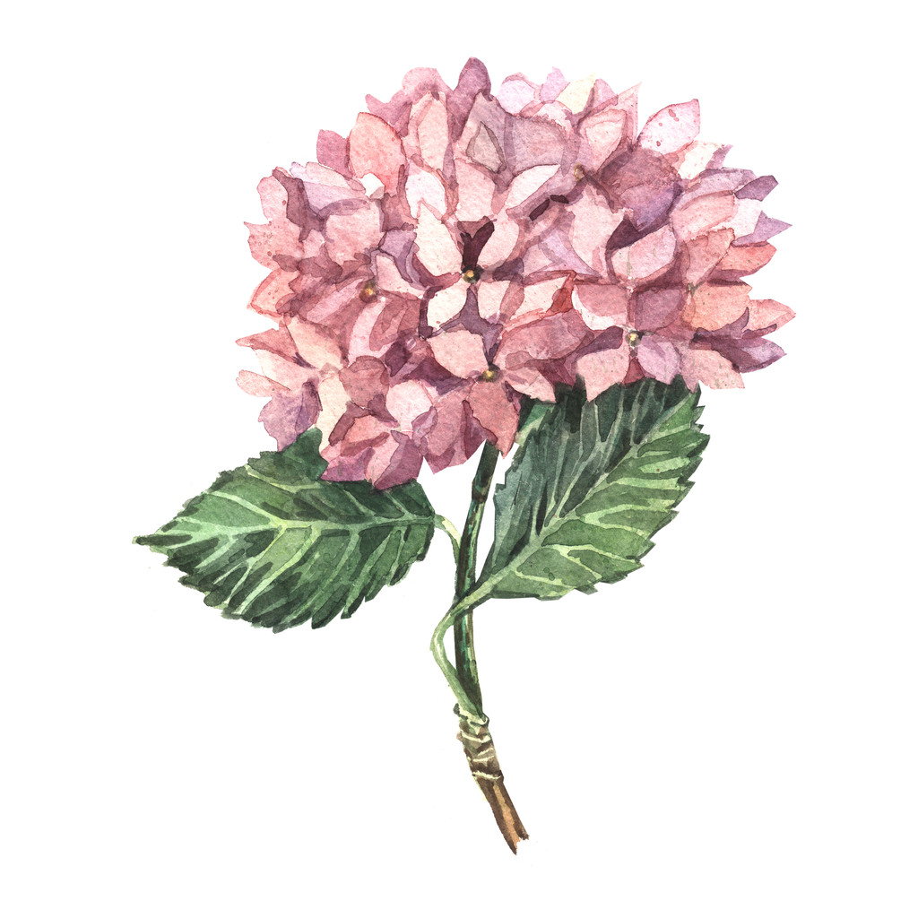粉红色的绣球花幅水彩画