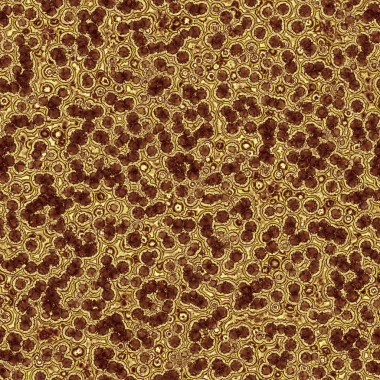 在顯微鏡下面的細(xì)菌圖片