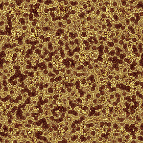 在显微镜下面的细菌图片