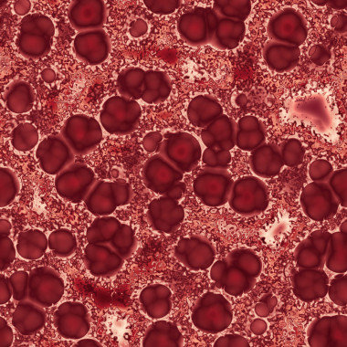 在顯微鏡下面的細(xì)