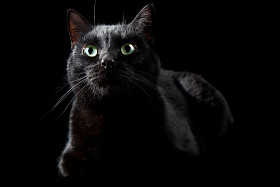 黑猫