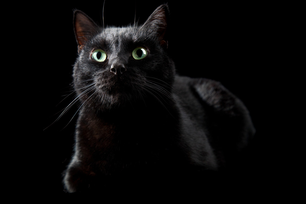黑猫