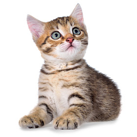 短头发斑纹小猫躺