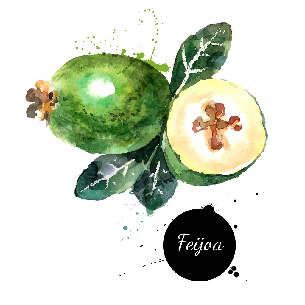 水彩绘画水果美埝 水彩绘画水果美埝