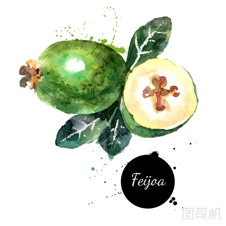 水彩繪畫水果美埝