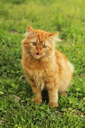 红发长毛猫