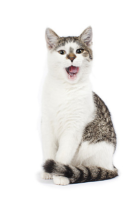 唱歌的猫