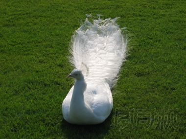 白孔
