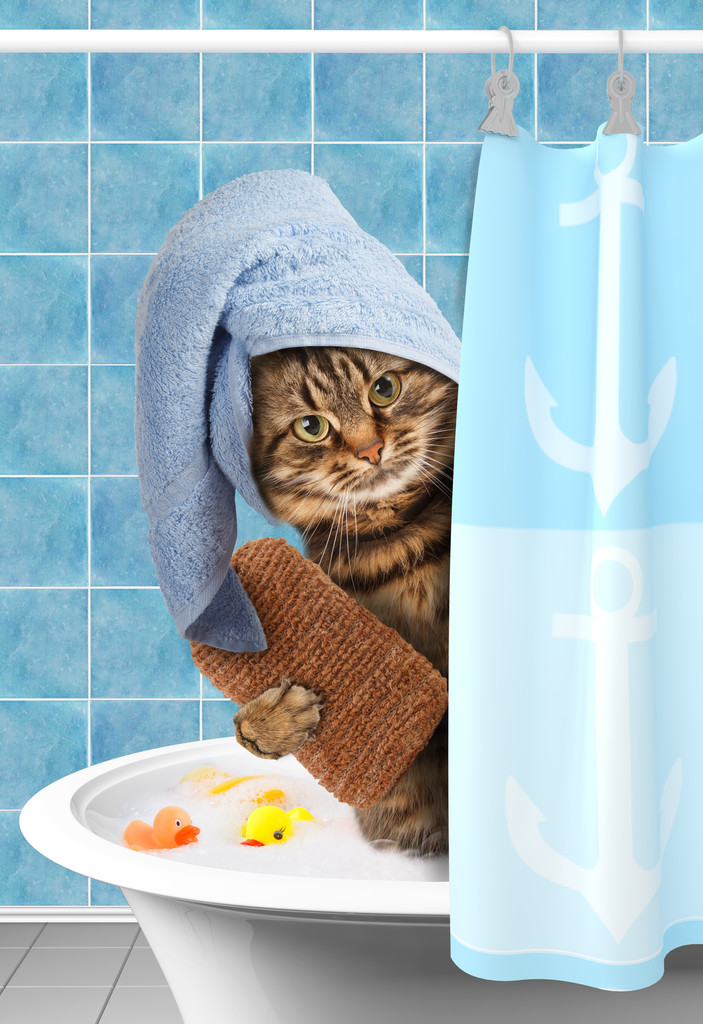 逗猫洗个澡.图片 逗猫洗个澡.图片