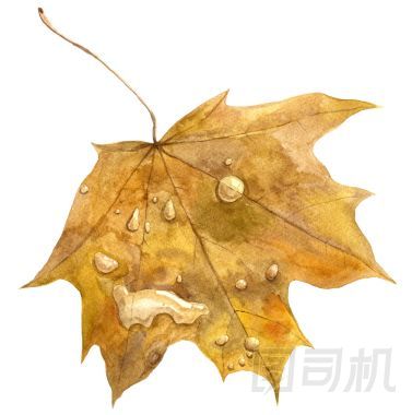秋天的楓葉與雨滴圖片