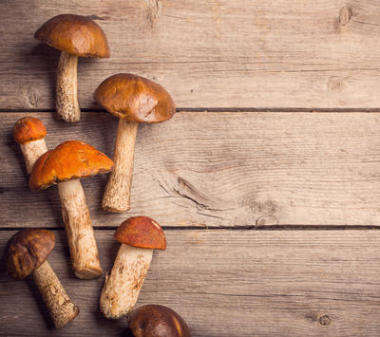 蘑菇牛肝菌木制的背景图片