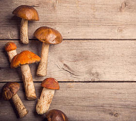 蘑菇牛肝菌木制的背景图片