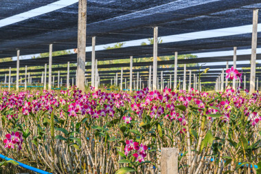 盛开的胡姬花园