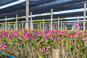 盛开的胡姬花园