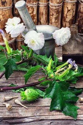 白花曼陀罗
