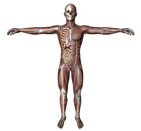 男性身体与骨骼肌肉和器官图片