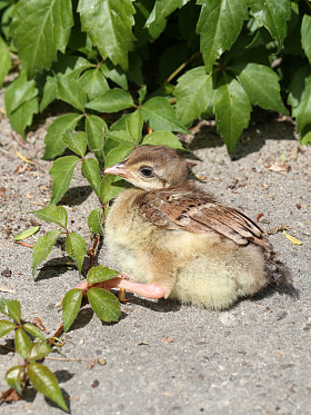 孔雀鸡躺在地上