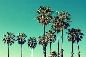 在威尼斯海滩，加利福尼亚州的棕榈树