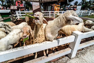 組的小肥羊飼喂草圖片