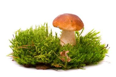 美麗牛肝菌蘑菇苔蘚上。孤立在工作室上白色的 bac