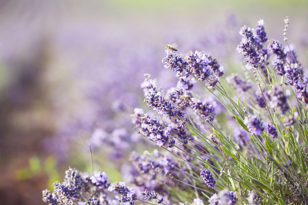 在夏天薰衣草田地 在夏天薰衣草田地