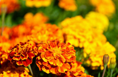 萬(wàn)壽菊花卉