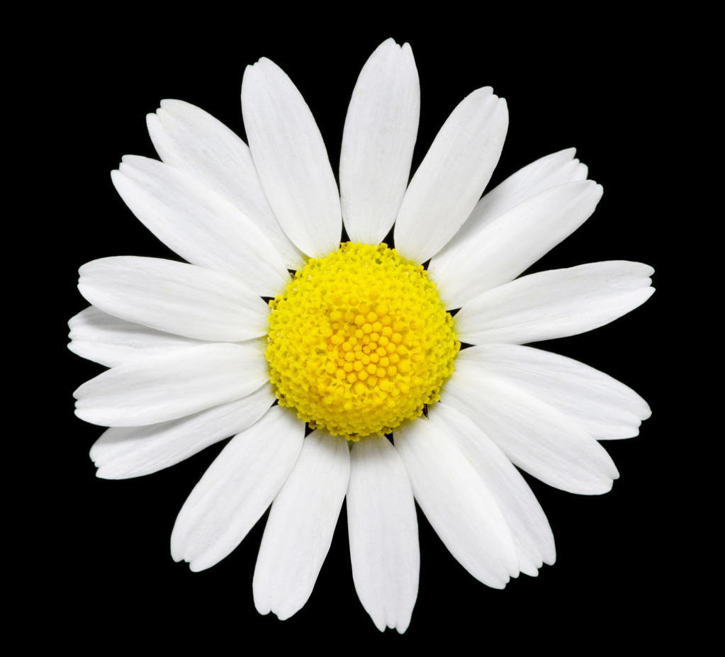 雏菊花