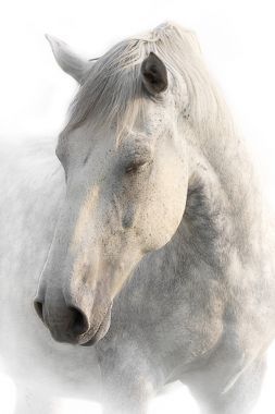 在白色背景上的灰色馬的畫(huà)像圖片