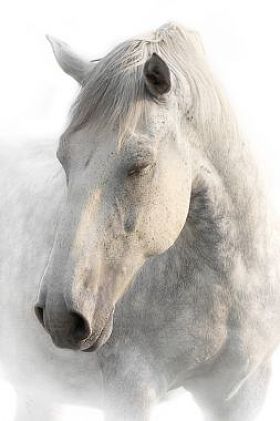 在白色背景上的灰色马的画像图片