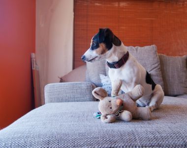 小狗在沙發(fā)上用玩具