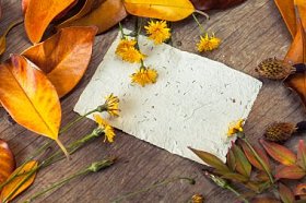 树叶、 花朵和纸