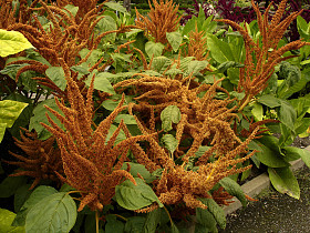 苋菜优雅-金色巨人-植物园