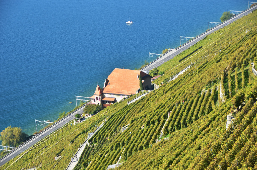 在拉沃地区葡萄园图片