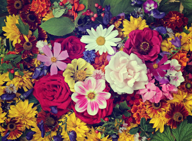 花背景。栽培花的背景.圖片