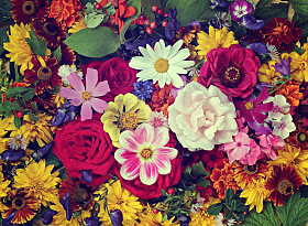 花背景。栽培花的背景.图片