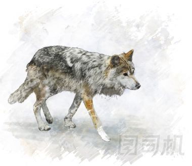 狼水彩圖片