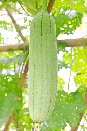 光滑的丝瓜或丝瓜根照片