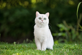 可爱的英国短毛猫图片