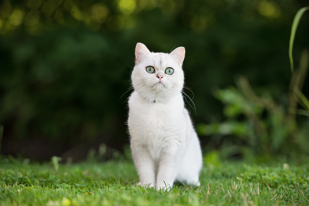 可爱的英国短毛猫图片