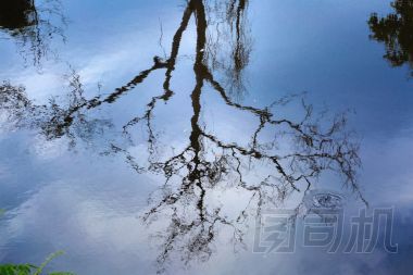 干枯的樹木上湖反映
