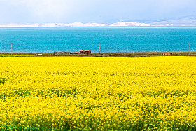 青海湖盛开的油菜花照片