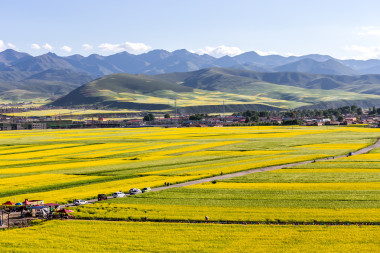 中國(guó)清海男子元芥花籽油的花海