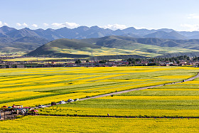 中国清海男子元芥花籽油的花海