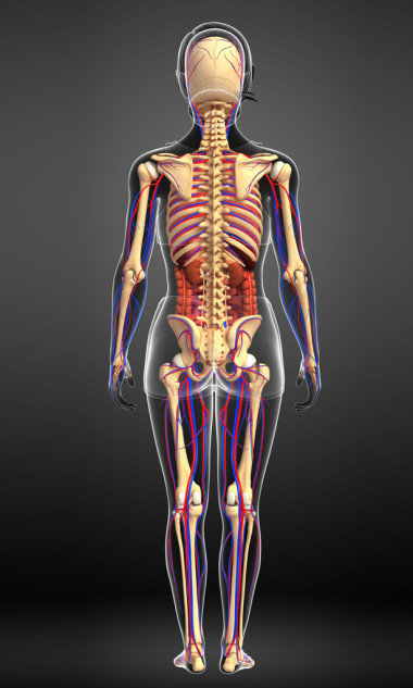女性骨骼、 消化和循環(huán)系統(tǒng)