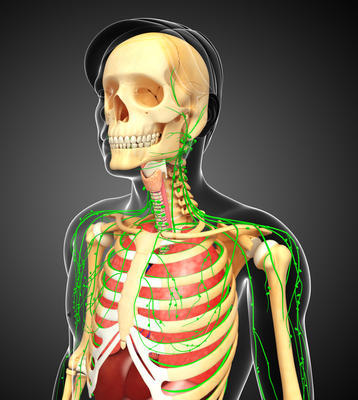 淋巴，骨骼和呼吸系统的男性身体图稿