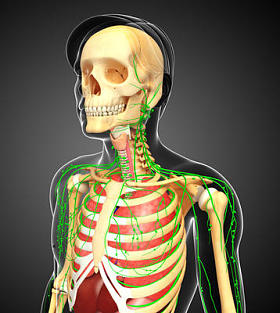 淋巴，骨骼和呼吸系统的男性身体图稿